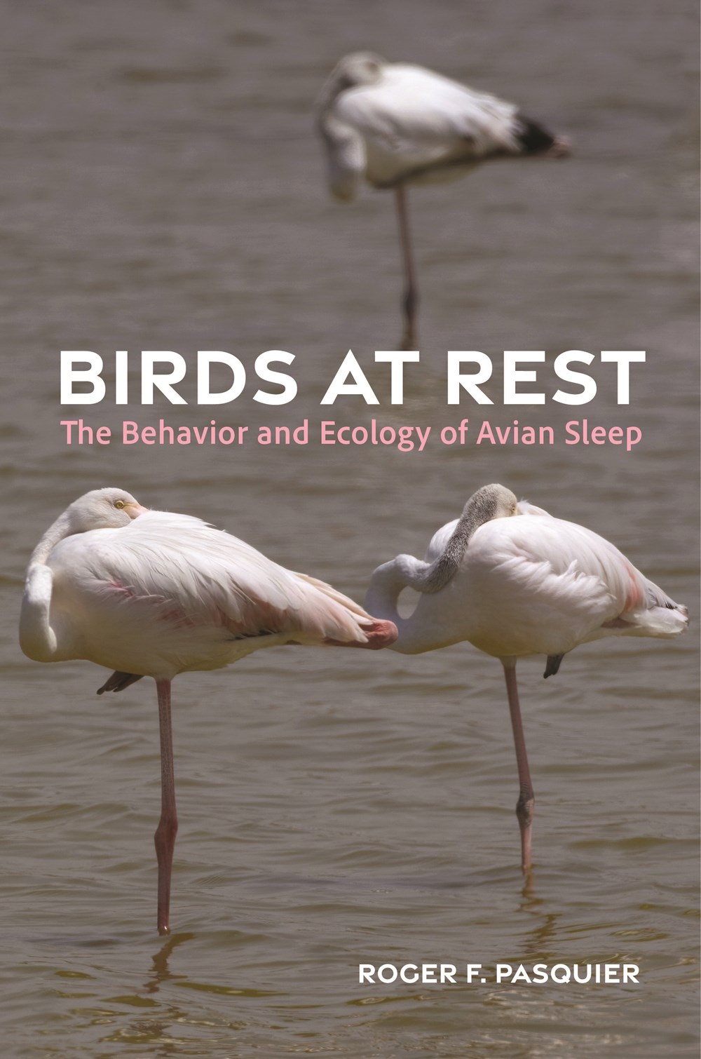 Birds at Rest: The Behavior and Ecology of Avian Sleep